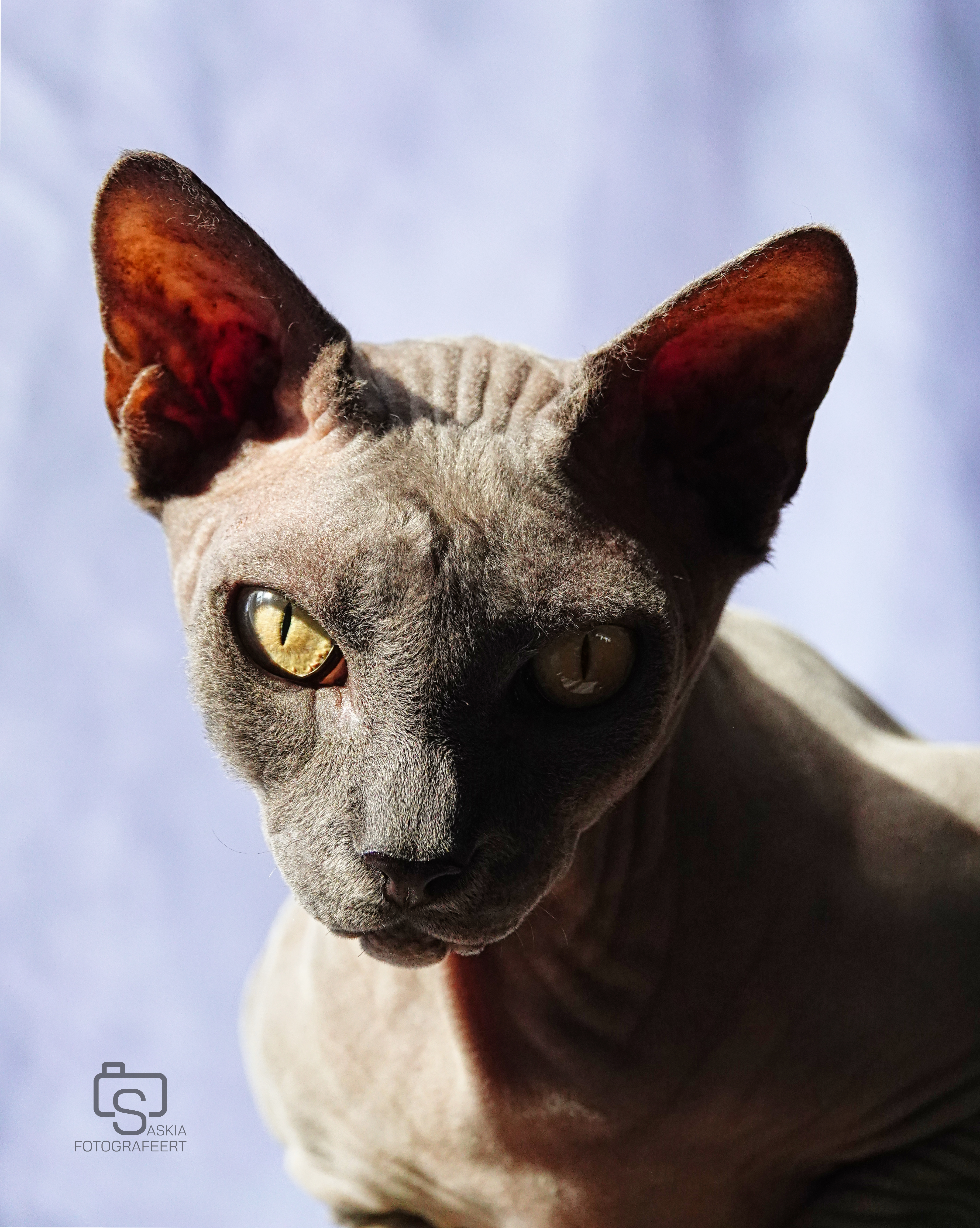Dieren – sphynx portret
