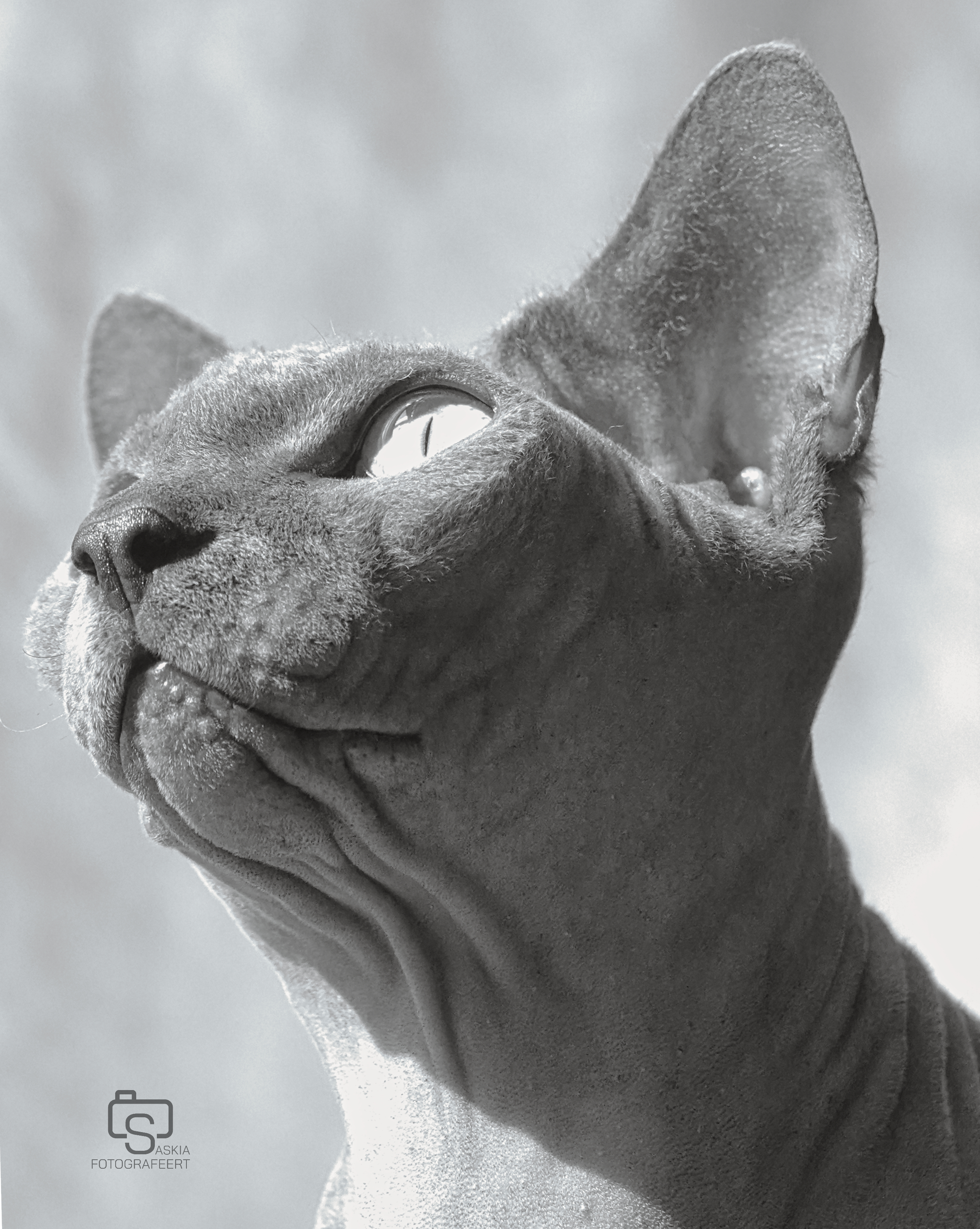 Dieren – sphynx blauw