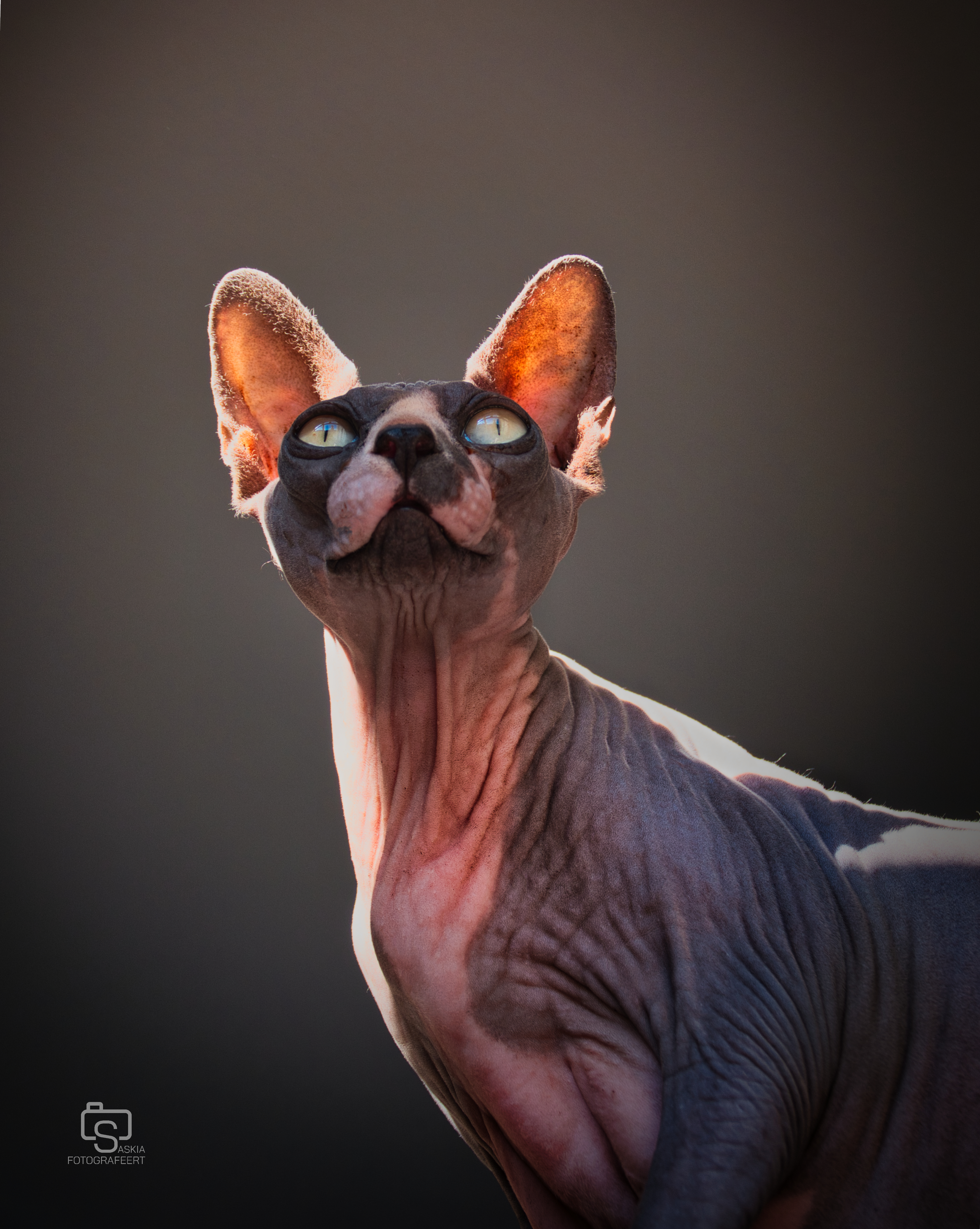 Dieren – sphynx zwartwit