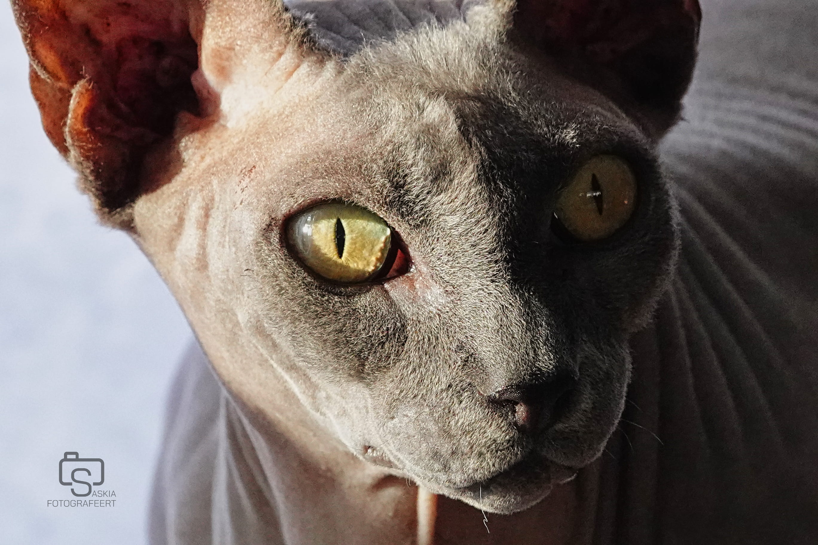 Dieren – sphynx zwartwit portret