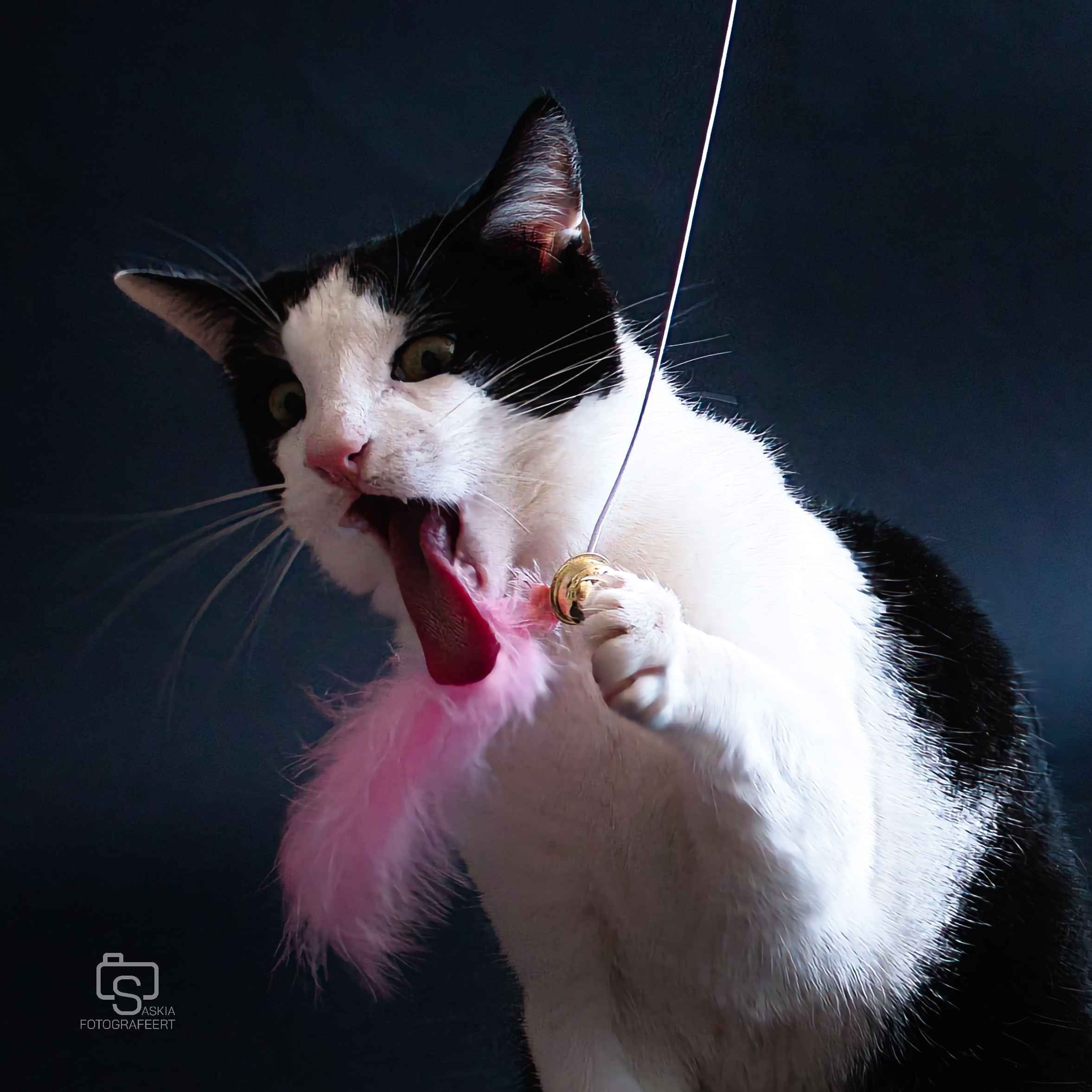 Dieren – kat spelend